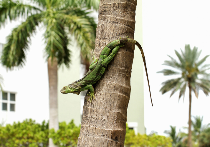 Lesson - Watch Out—It’s Raining Iguanas! Educational Resources K12 Learning