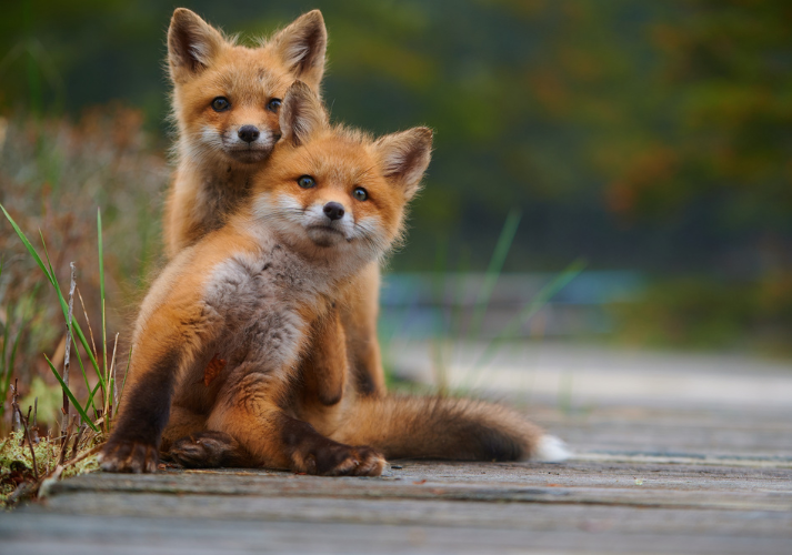 Lesson - How Animals Stay Alive Educational Resources K12 Learning