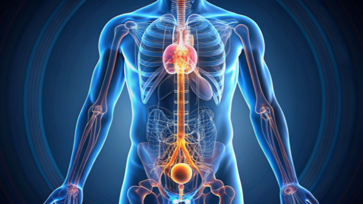 Lesson - Basics of the Male Reproductive System Educational Resources K12 Learning